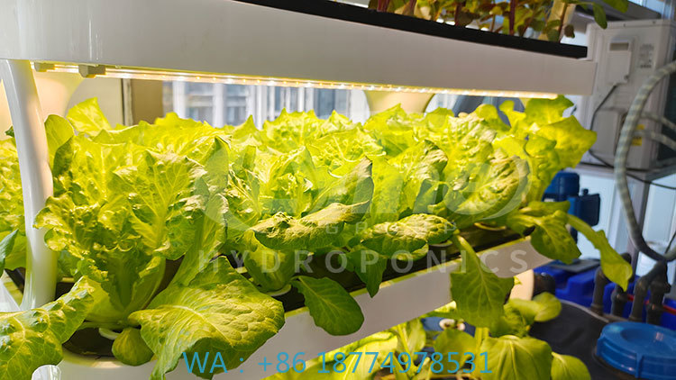 Agriculture Farming System - c Landwirtschaftsmaschine zum Anbau von Gemüse,