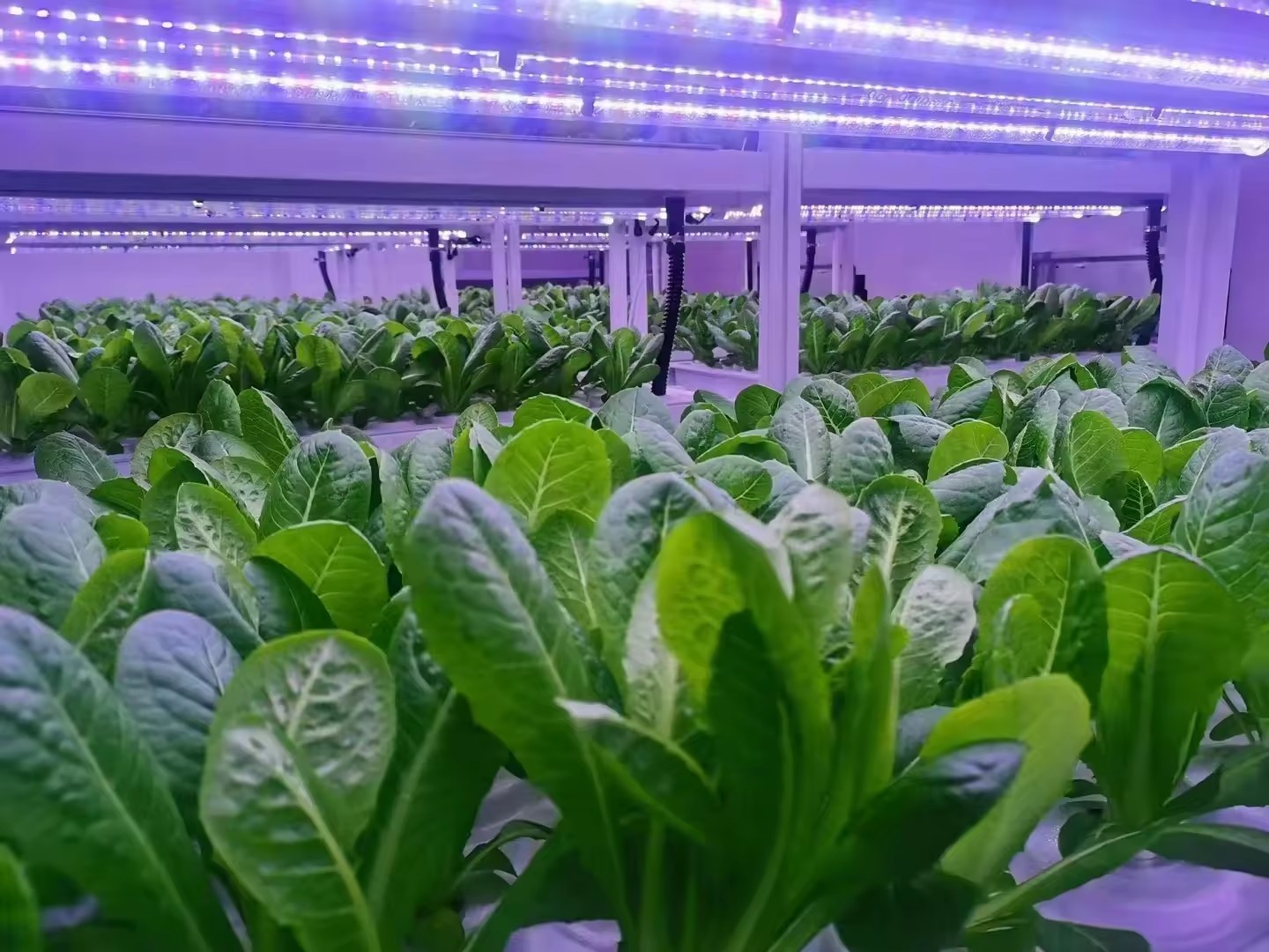 f Gewächshaus, landwirtschaftl – Agriculture Farming System Bewertung und Preis